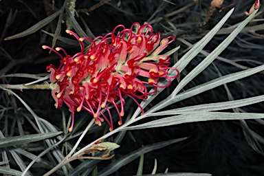 APII jpeg image of Grevillea 'Katherine's Sister'  © contact APII