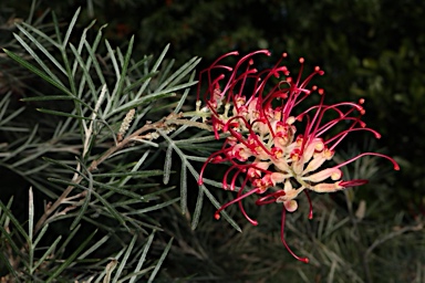 APII jpeg image of Grevillea 'RSL SpiritofANZAC'  © contact APII