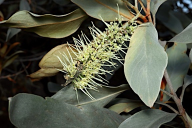 APII jpeg image of Grevillea glauca  © contact APII