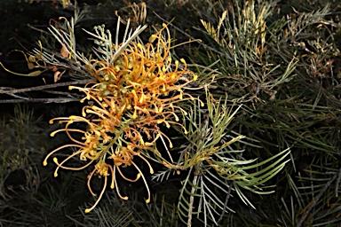 APII jpeg image of Grevillea 'Gold Digger'  © contact APII