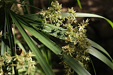 APII jpeg image of Cyperus involucratus  © contact APII