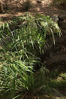 APII jpeg image of Cyperus involucratus  © contact APII