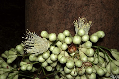 APII jpeg image of Syzygium cormiflorum  © contact APII