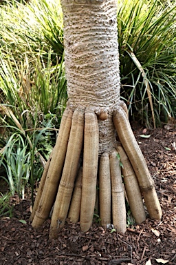 APII jpeg image of Pandanus tectorius  © contact APII