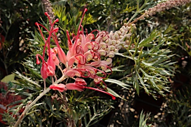 APII jpeg image of Grevillea 'Little Robyn'  © contact APII