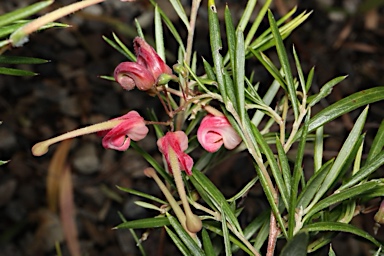 APII jpeg image of Grevillea 'Liliane'  © contact APII