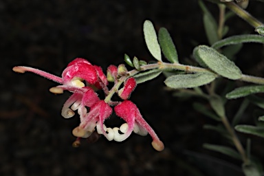 APII jpeg image of Grevillea 'Honeyeater Heaven'  © contact APII