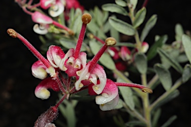 APII jpeg image of Grevillea 'Honeyeater Heaven'  © contact APII