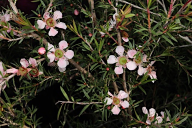 APII jpeg image of Leptospermum polygalifolium 'Cardwell Pink'  © contact APII