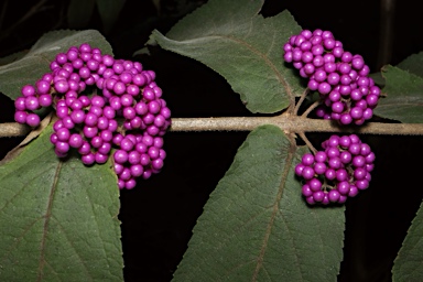 APII jpeg image of Callicarpa pedunculata  © contact APII