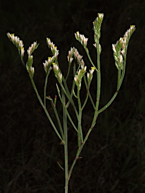 APII jpeg image of Limonium australe  © contact APII