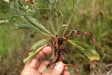 APII jpeg image of Limonium australe  © contact APII