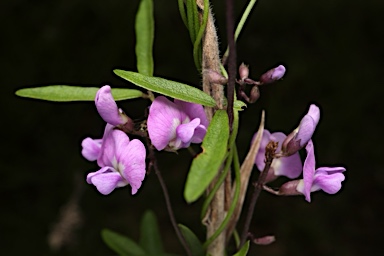 APII jpeg image of Glycine microphylla  © contact APII