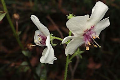 APII jpeg image of Verbascum blattaria  © contact APII