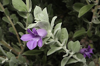 APII jpeg image of Eremophila mackinlayi 'Big John chimera'  © contact APII
