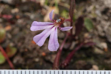 APII jpeg image of Lobelia anceps  © contact APII