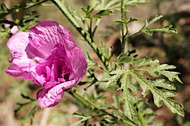 APII jpeg image of Alyogyne huegelii 'Delightfully Double'  © contact APII