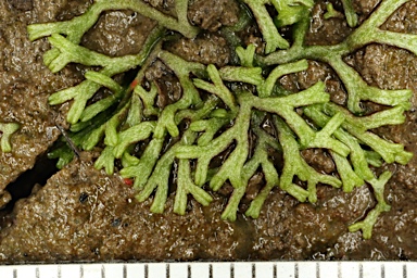 APII jpeg image of Riccia fluitans  © contact APII