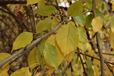 APII jpeg image of Maclura pomifera  © contact APII