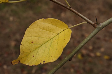APII jpeg image of Maclura pomifera  © contact APII