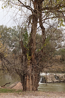 APII jpeg image of Maclura pomifera  © contact APII