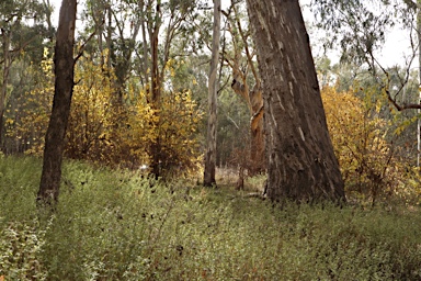 APII jpeg image of Maclura pomifera  © contact APII