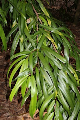 APII jpeg image of Podocarpus dispermus  © contact APII
