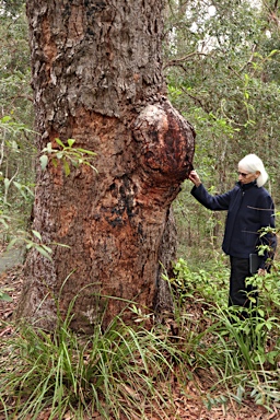 APII jpeg image of Corymbia intermedia  © contact APII