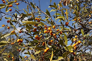 APII jpeg image of Elaeodendron australe var. integrifolium  © contact APII