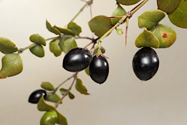 APII jpeg image of Carissa ovata  © contact APII