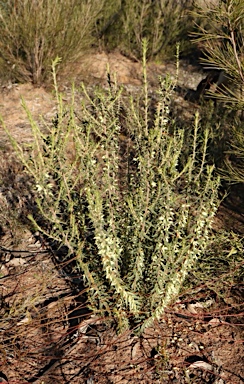 APII jpeg image of Melichrus urceolatus  © contact APII