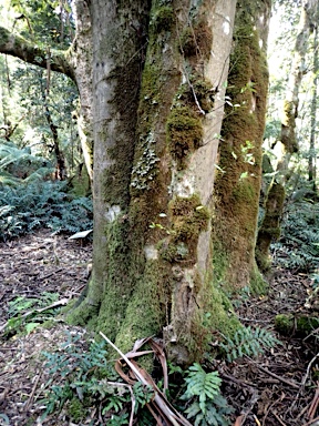 APII jpeg image of Atherosperma moschatum  © contact APII