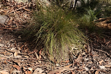 APII jpeg image of Lomandra confertifolia subsp. rubiginosa  © contact APII