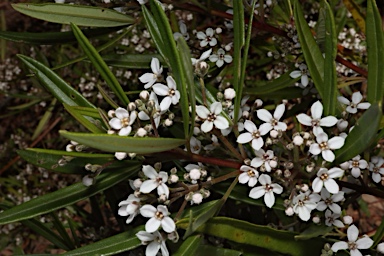 APII jpeg image of Zieria arborescens subsp. decurrens  © contact APII