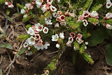 APII jpeg image of Micromyrtus ciliata  © contact APII
