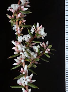 APII jpeg image of Styphelia ericoides  © contact APII