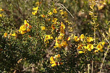 APII jpeg image of Aotus ericoides  © contact APII