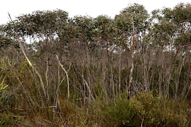 APII jpeg image of Eucalyptus dendromorpha  © contact APII