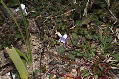 APII jpeg image of Viola silicestris  © contact APII