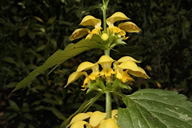 APII jpeg image of Lamium argentatum  © contact APII