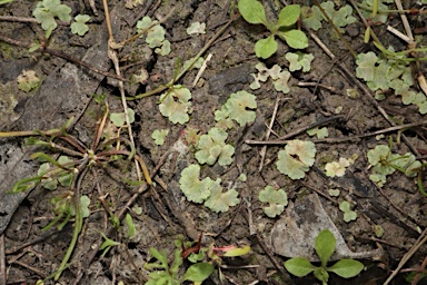 APII jpeg image of Riccia crystallina  © contact APII