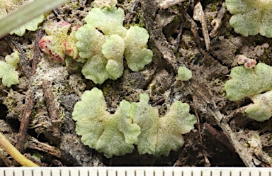 APII jpeg image of Riccia crystallina  © contact APII