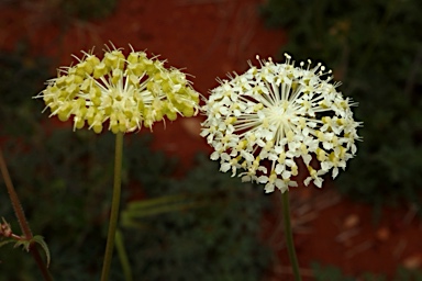 APII jpeg image of Trachymene ochracea  © contact APII