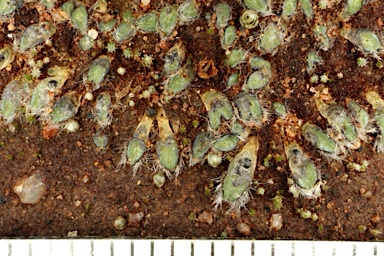 APII jpeg image of Riccia areolata  © contact APII