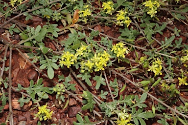 APII jpeg image of Arabidella eremigena  © contact APII