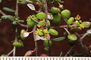 APII jpeg image of Cuphonotus andraeanus  © contact APII