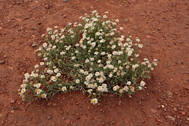 APII jpeg image of Calotis plumulifera  © contact APII