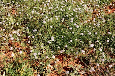 APII jpeg image of Trachymene cyanantha  © contact APII