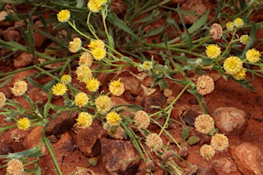 APII jpeg image of Calotis latiuscula  © contact APII