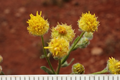 APII jpeg image of Calotis latiuscula  © contact APII